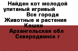 Найден кот,молодой упитаный игривый 12.03.2017 - Все города Животные и растения » Кошки   . Архангельская обл.,Северодвинск г.